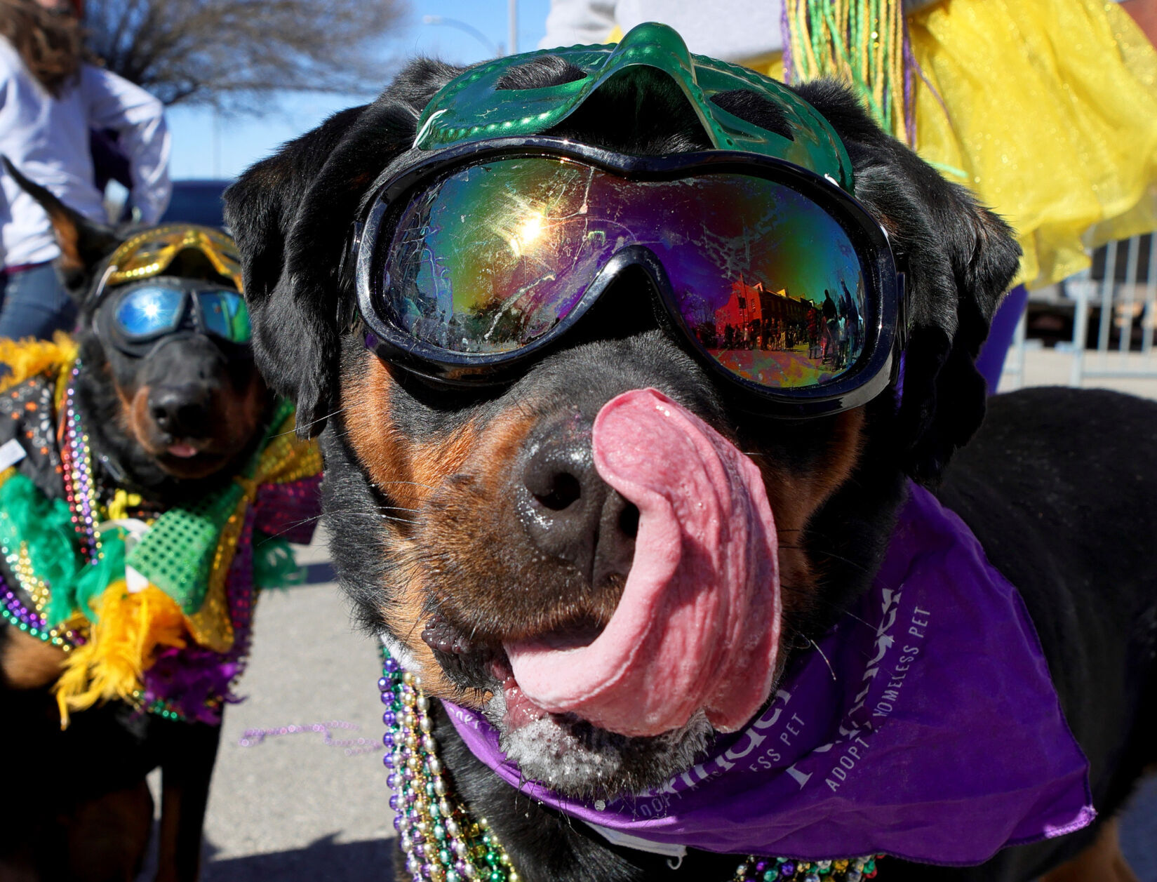 29th annual Purina Pet Parade, 2022